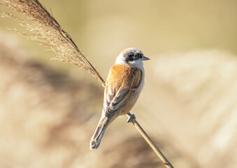 robin on a branch