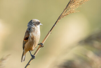 great tit parus major © adrian