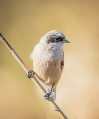 sparrow on a branch