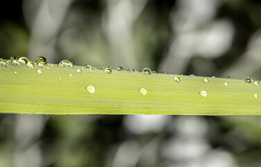 drops on the grass
