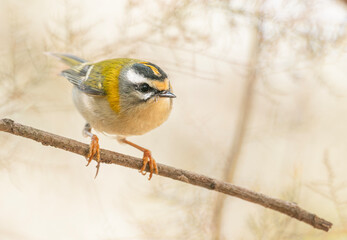 blue tit on a branch