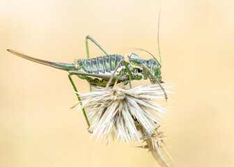 grasshopper on a leaf