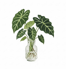 Green Heart Leaf Alocasia in a pot isolated watercolor vector illustration svg