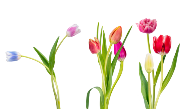 mixed group of tall, colorful spring tulips featuring red, pink, yellow, and pale blue/white blossoms, arranged horizontally and isolated on a transparent background.