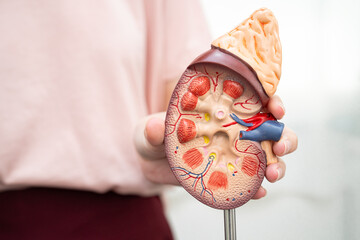 Chronic kidney disease, Asian woman with model for treatment urinary system, urology, Estimated glomerular filtration rate eGFR.