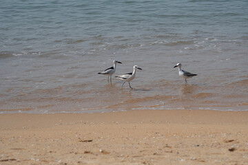 birds on the beach, The crab-plover or crab plover (Dromas ardeola)