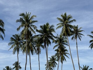 Fototapeta premium A row of coconut trees swaying gently in the wind under a bright blue sky. The tropical breeze and scattered clouds create a calm and refreshing island atmosphere.