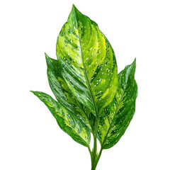 Vibrant green leaves display striking patterns, highlighting the beauty of the plant in a bright setting