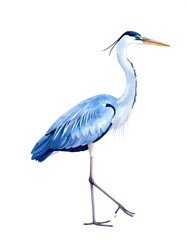 Obraz premium Illustration of a tall, slender, blue-grey avian creature on a white background