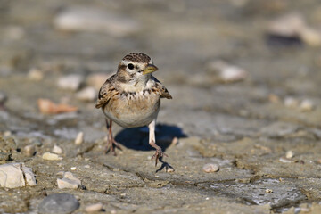Greater short-toed lark // Kurzzehenlerche (Calandrella brachydactyla) - Narta lagoon, Albania