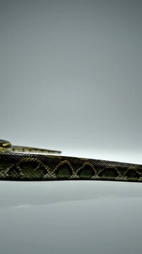 A close-up shot captures a serpent?s head and patterned scales on a glossy, reflective surface