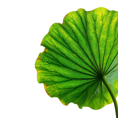 Close-up view of a vibrant green lotus leaf displaying detailed lines and veins under clear light conditions