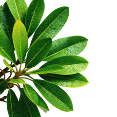 Fresh green leaves adorned with water droplets catch the light in a sunny garden atmosphere