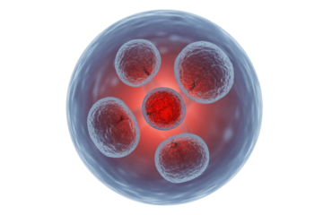 Microscopic view of cells, potentially pathogens or infected cells, within a membrane. One central cell glows red, suggesting an anomaly or activation. background removed