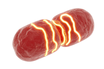 Two microscopic red organisms or cells with glowing internal structures, undergoing division or replication, symbolizing cellular biological processes and energy. background removed