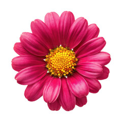 A vibrant pink flower with a yellow center is in full bloom, showcasing its vivid petals and intricate details