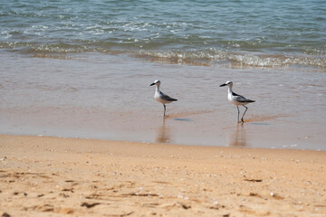 birds on the beach, The crab-plover or crab plover (Dromas ardeola)