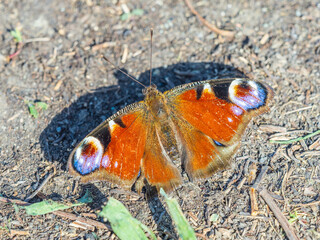 Peacock butterfly on the ground among the grass