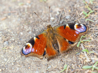 Peacock butterfly on the ground among the grass