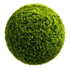 Round moss ball displays rich green color and intricate textures, highlighting the beauty of natural greenery