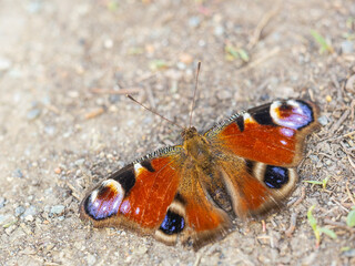 Peacock butterfly on the ground among the grass