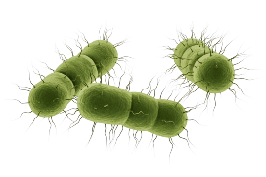 3D rendering of green bacteria, some forming chains, featuring hair-like pili or flagella, against a transparent background. Microscopic life representation. background removed