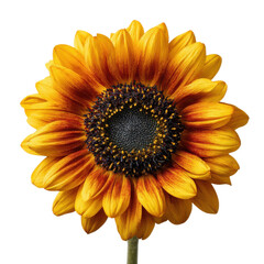 A lively sunflower showcases bright yellow petals and a striking dark center under soft sunlight