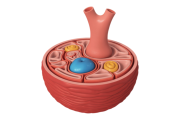 3D anatomical cross-section of a complex organ or gland, featuring a central bifurcated duct, a prominent blue structure, and coiled yellow elements embedded. background removed