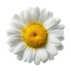 Petal layers of a white daisy bloom surround a vibrant yellow center under bright daylight conditions