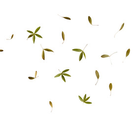 Scattered small green and brown leaves, with varied shapes and sizes, cutout, PNG isolated on white or transparent background