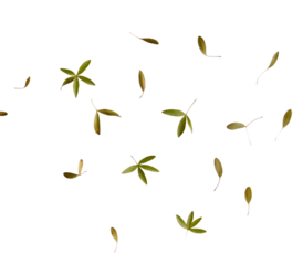 Scattered small green and brown leaves, with varied shapes and sizes, cutout, PNG isolated on white or transparent background