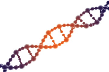 Colorful 3D DNA double helix rendering with interconnected spheres and bonds, showcasing a vibrant orange-to-purple gradient. Modern scientific illustration. background removed