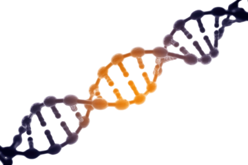 A vibrant 3D rendering of a DNA double helix structure, showcasing its intricate molecular arrangement with contrasting purple and orange strands. background removed