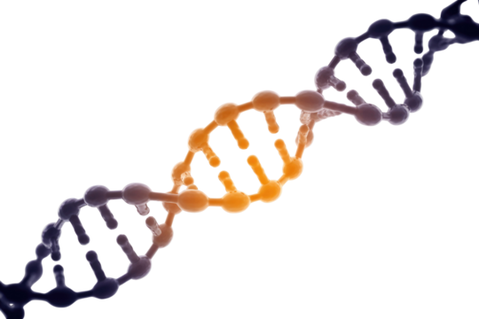 A vibrant 3D rendering of a DNA double helix structure, showcasing its intricate molecular arrangement with contrasting purple and orange strands. background removed