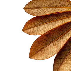 Close-up view of vibrant autumn leaves showing intricate details and warm tones in soft sunlight