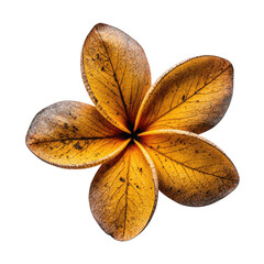 A stunning dried plumeria flower with golden petals rests on a white surface, showcasing its intricate details
