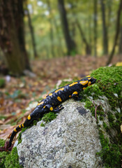 A fire salamander (Salamandra salamandra) resting on a moss-covered rock in a humid forest of the Bükk Mountains, Hungary. Its vivid yellow spots contrast with the green and brown woodland tones.