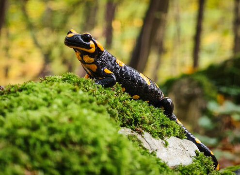 Close-up view of a fire salamander (Salamandra salamandra) climbing on moss in the B&uuml;kk Mountains, Hungary. Bright yellow spots and textured skin in its natural forest habitat.