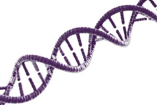 A detailed 3D rendering of a purple DNA double helix structure, representing genetics, heredity, and biological information on a solid background. background removed