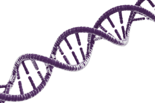 A detailed 3D rendering of a purple DNA double helix structure, representing genetics, heredity, and biological information on a solid background. background removed