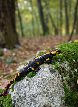 A fire salamander (Salamandra salamandra) resting on a moss-covered rock in a humid forest of the B&uuml;kk Mountains, Hungary. Its vivid yellow spots contrast with the green and brown woodland tones.