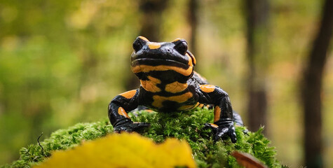 Close frontal view of a fire salamander (Salamandra salamandra) sitting on fresh green moss in a beech forest of the Bükk Mountains, Hungary. Detailed macro wildlife shot.