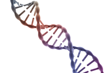 A detailed 3D rendering of a DNA double helix, showcasing its intricate structure with a vibrant color gradient against a solid background. background removed