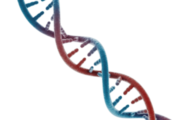 A vibrant 3D rendering of a DNA double helix, with intertwined blue and red strands, symbolizing genetics and molecular biology. background removed
