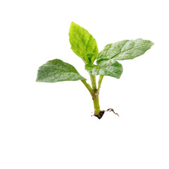 A young plant emerges from soil with two vibrant green leaves reaching upward in bright light