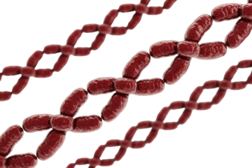 Microscopic 3D rendering of red bacteria or virus-like organisms arranged in interconnected chains and clusters, symbolizing cellular division or biological processes. background removed
