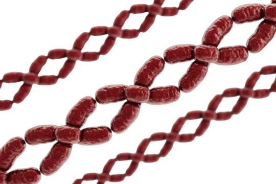 Microscopic 3D rendering of red bacteria or virus-like organisms arranged in interconnected chains and clusters, symbolizing cellular division or biological processes. background removed