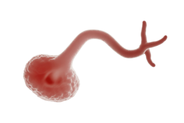 A 3D render of a microscopic red organism or cell with a bulbous body and a long, branching tail-like appendage. background removed