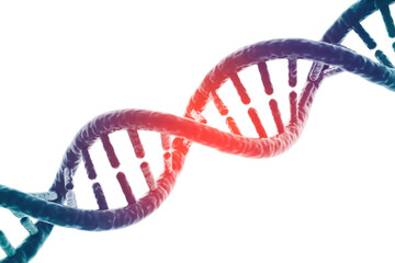 A vibrant 3D DNA double helix, with a central red segment highlighting its intricate genetic structure, against a solid transparent background. background removed