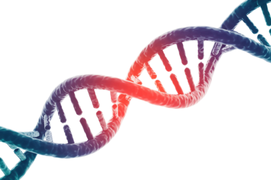 A vibrant 3D DNA double helix, with a central red segment highlighting its intricate genetic structure, against a solid transparent background. background removed